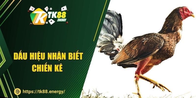 Dấu hiệu nhận biết chiến kê tại TK88 