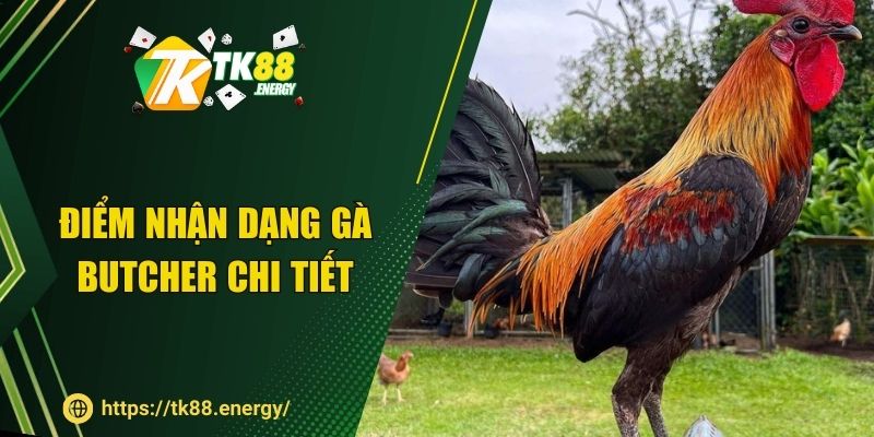Điểm nhận dạng gà Butcher chi tiết