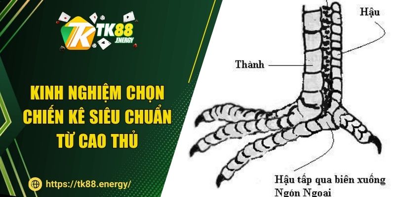 Kinh nghiệm chọn chiến kê siêu chuẩn từ cao thủ