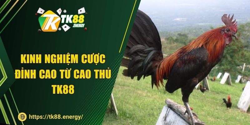 Kinh nghiệm cược đỉnh cao từ cao thủ TK88
