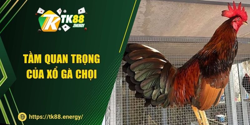 Tầm quan trọng của xổ gà chọi 
