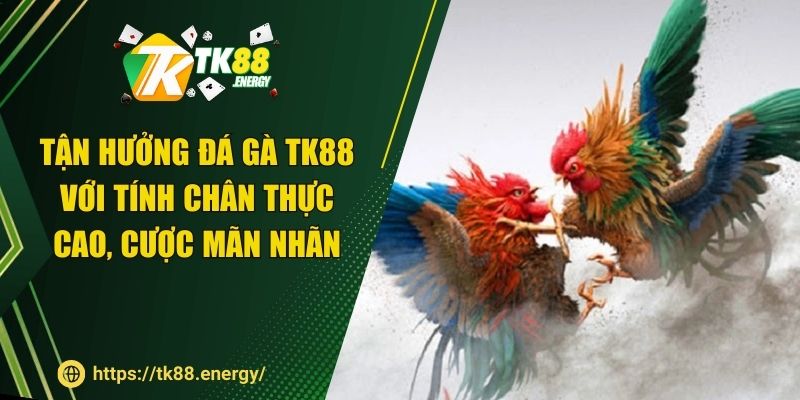 Tận hưởng đá gà TK88 với tính chân thực cao, cược mãn nhãn