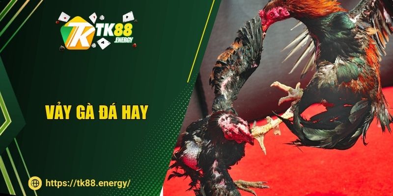 Vảy Gà Đá Hay TK88 - Chiến Thần Lộ Diện Qua Bộ Móng