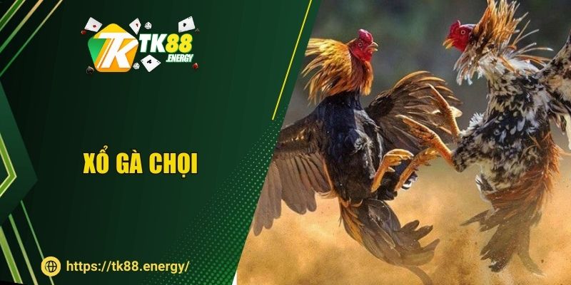 Xổ Gà Chọi Nảy Lửa - Cá Cược Kèo Siêu Hấp Dẫn Tại TK88